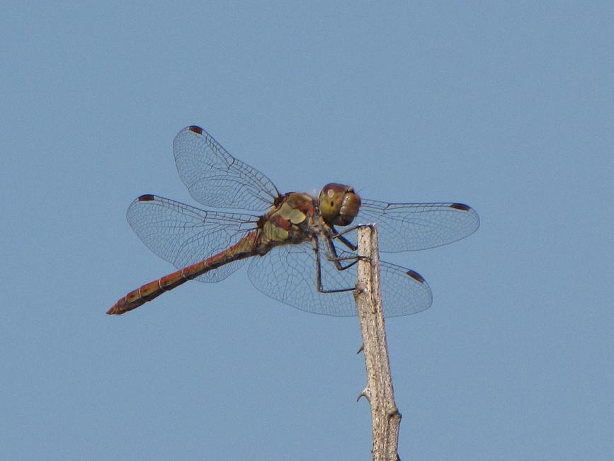 Libellule